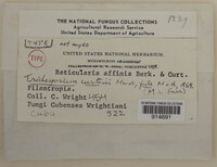 Reticularia affinis image